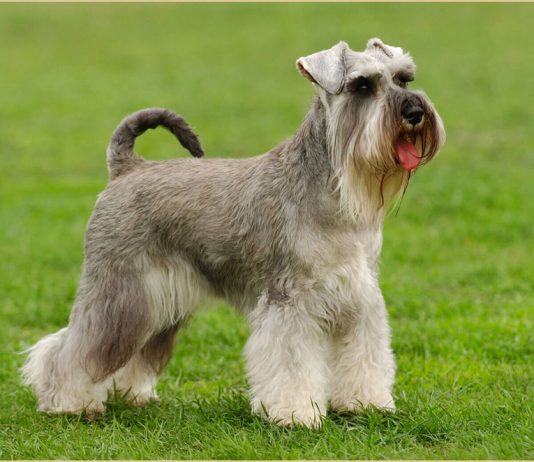 Standard Schnauzer