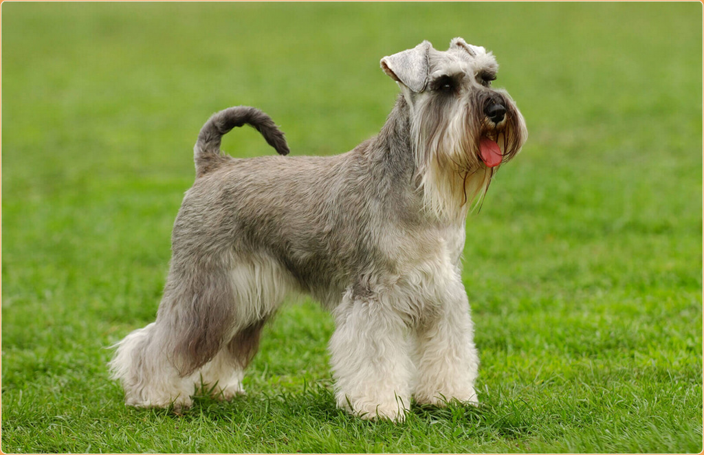 Top 10 Standard Schnauzers For 2024 List - Kial Selina