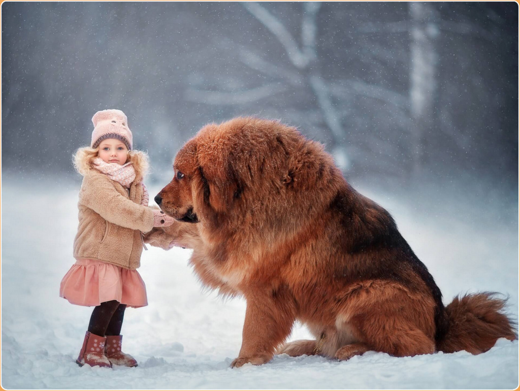 how tall is a tibetan mastiff