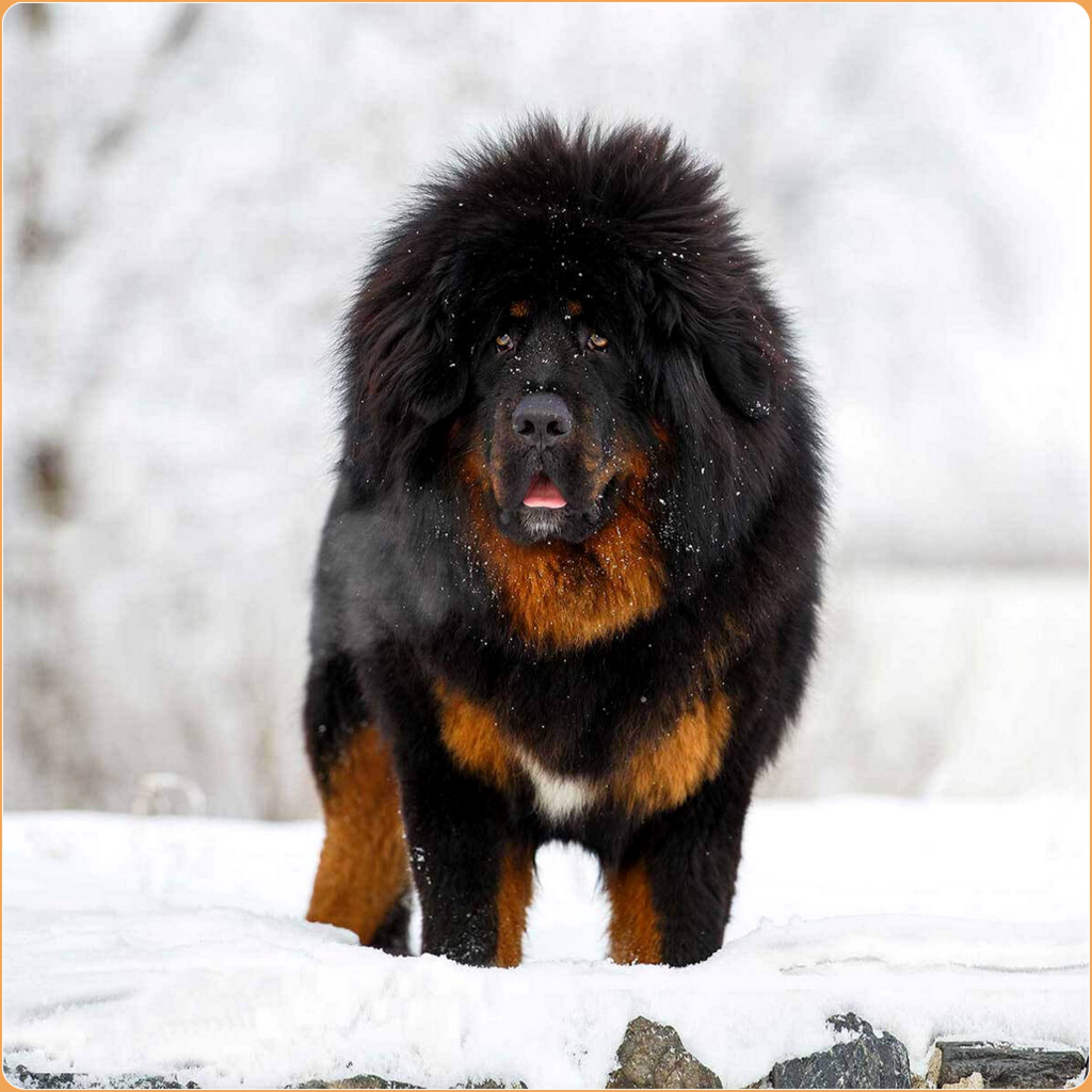 Tibetan Mastiff