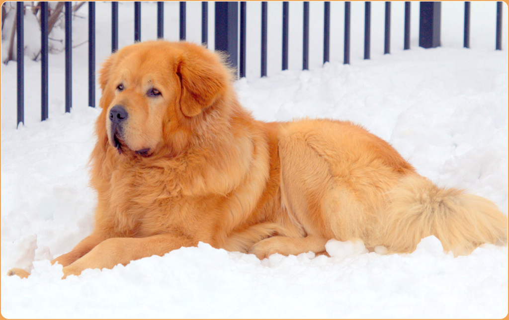 Tibetan Mastiff