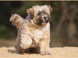 Tibetan Terrier