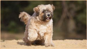 Tibetan Terrier – Not A Terrier Breed