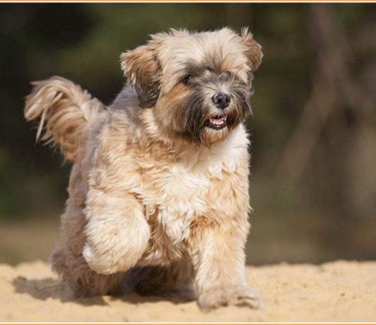 Tibetan Terrier
