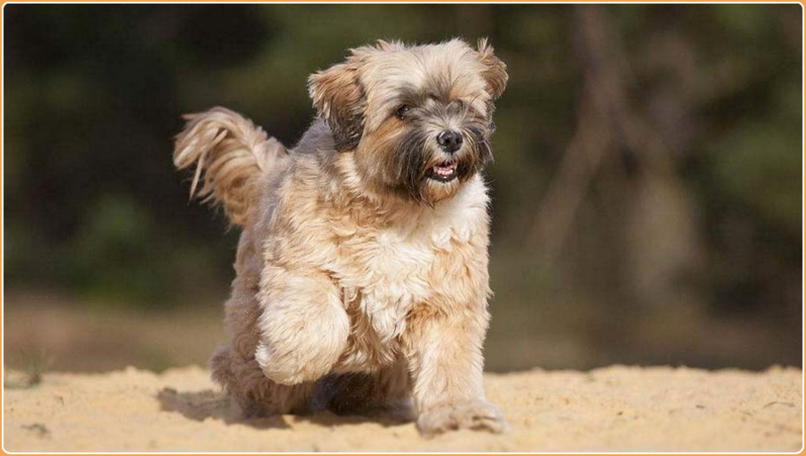 Tibetan store terrier hypoallergenic