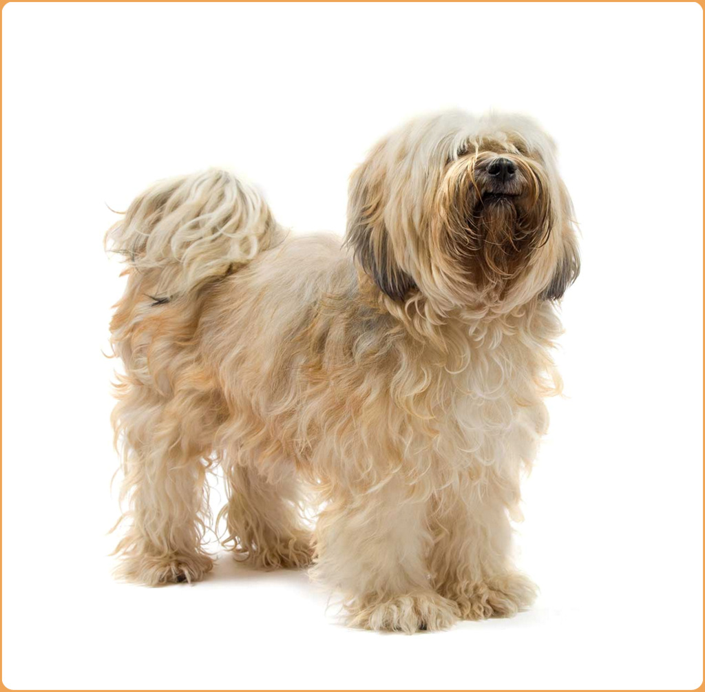 Tibetan Terrier