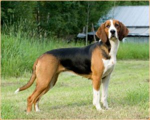 Finnish Hound – A Hunting Dog
