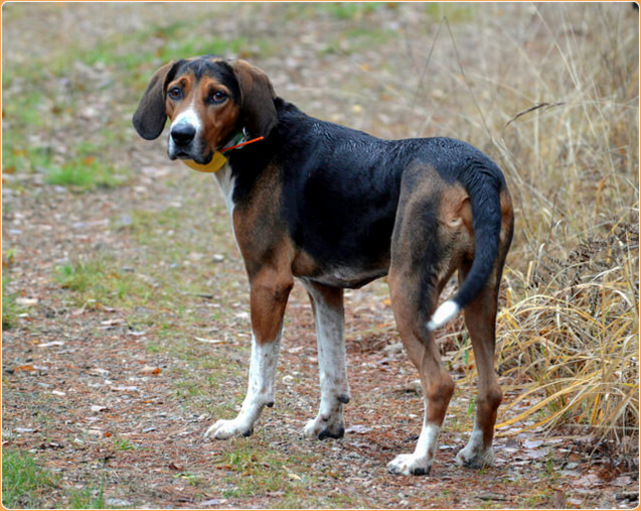 are finnish hound aggressive