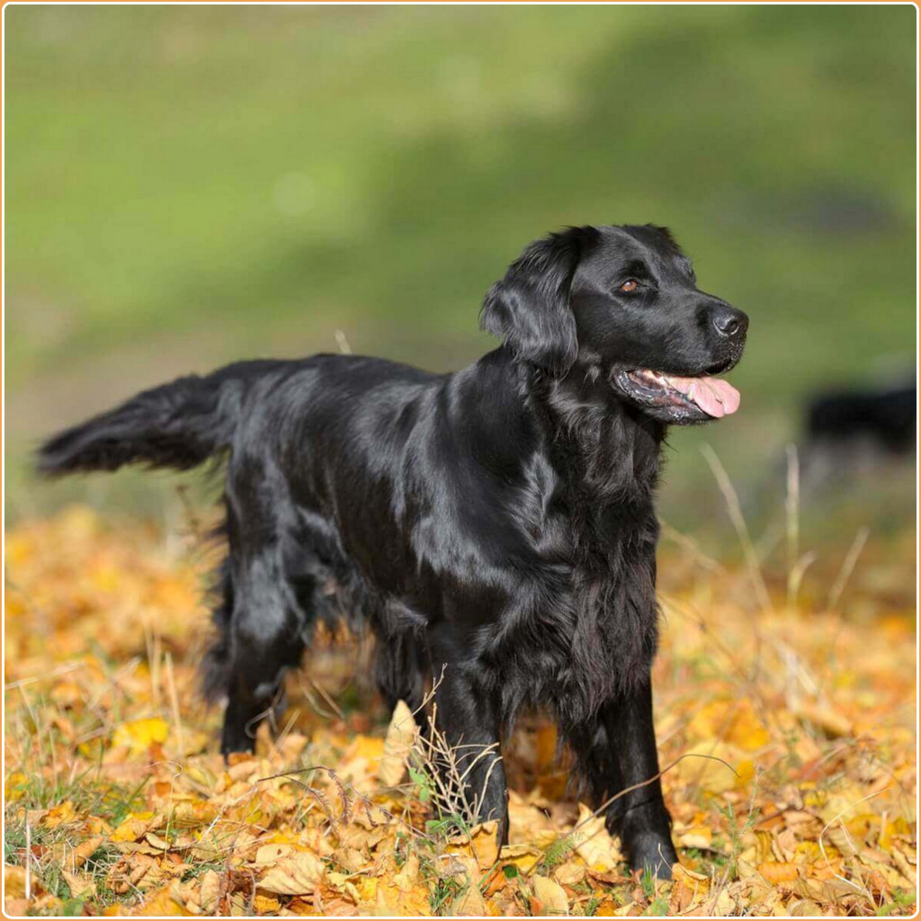 Flat coated best sale retriever hypoallergenic