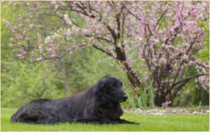 Flat-Coated Retriever : A Dual Purpose Retriever