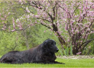 Flat-Coated Retriever