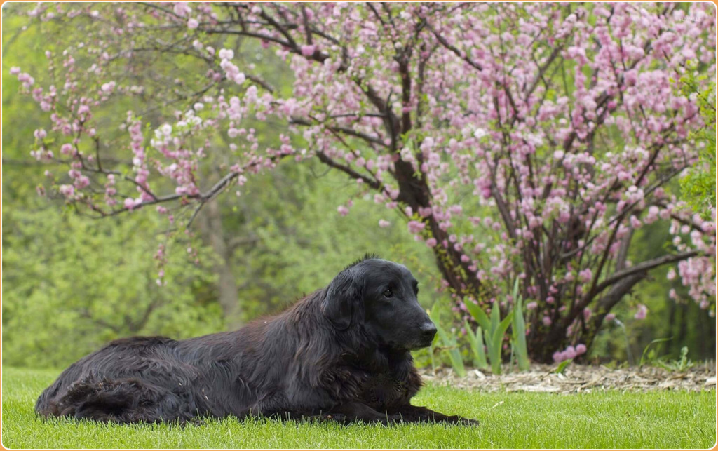 Flat-Coated Retriever