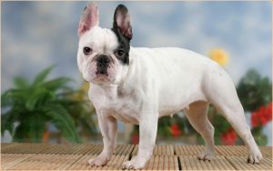 French Bulldog – Stocky Little Dog