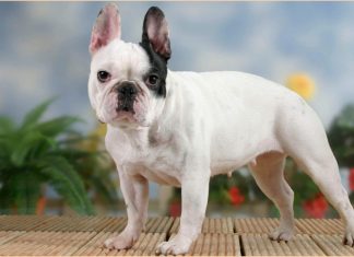 French Bulldog