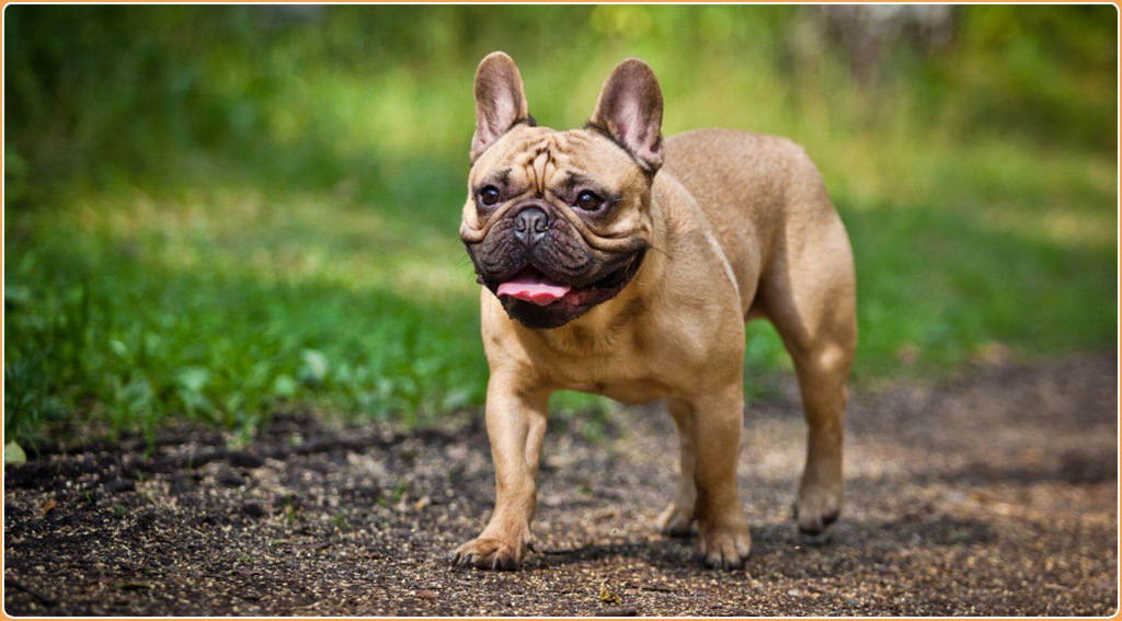 French Bulldog