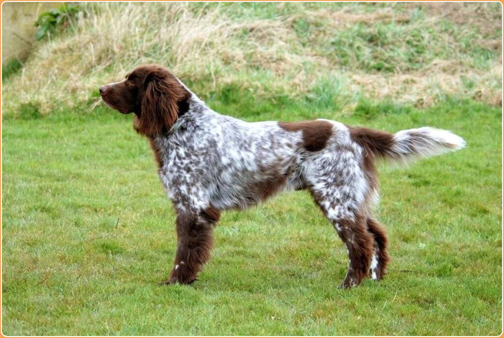 does the german longhaired pointer bark a lot