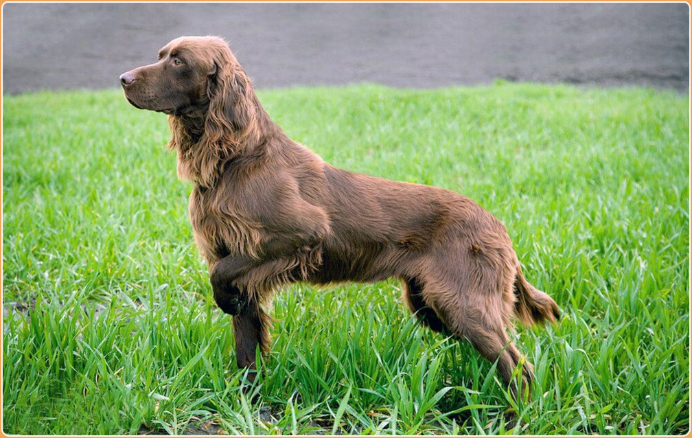 what is the breed of german longhaired pointer