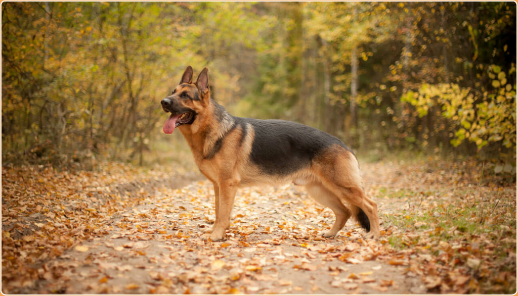 german shepherd hunting boar