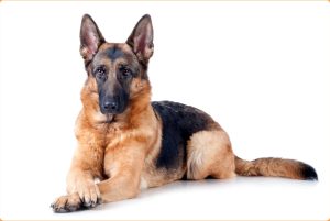 German Shepherd – A Versatile Dog