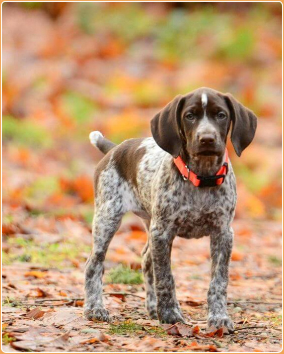 german shorthaired pointer liver and roan