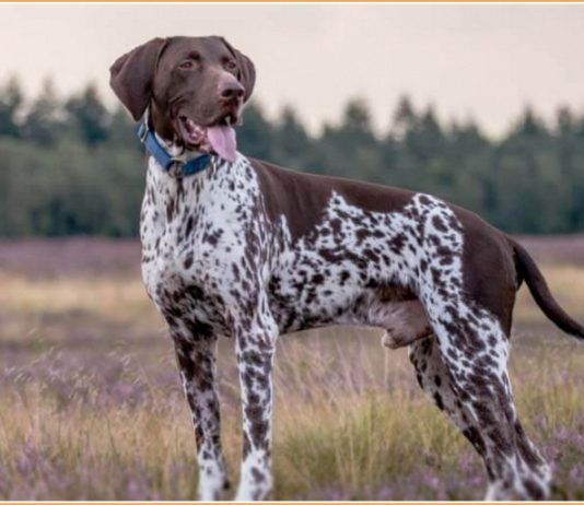 German Shorthaired Pointer