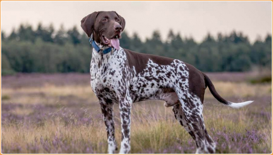 is a german shorthaired pointer a good family dog