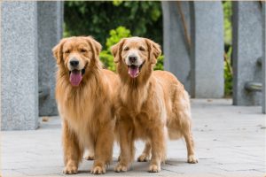 Golden Retriever – A Kind Breed