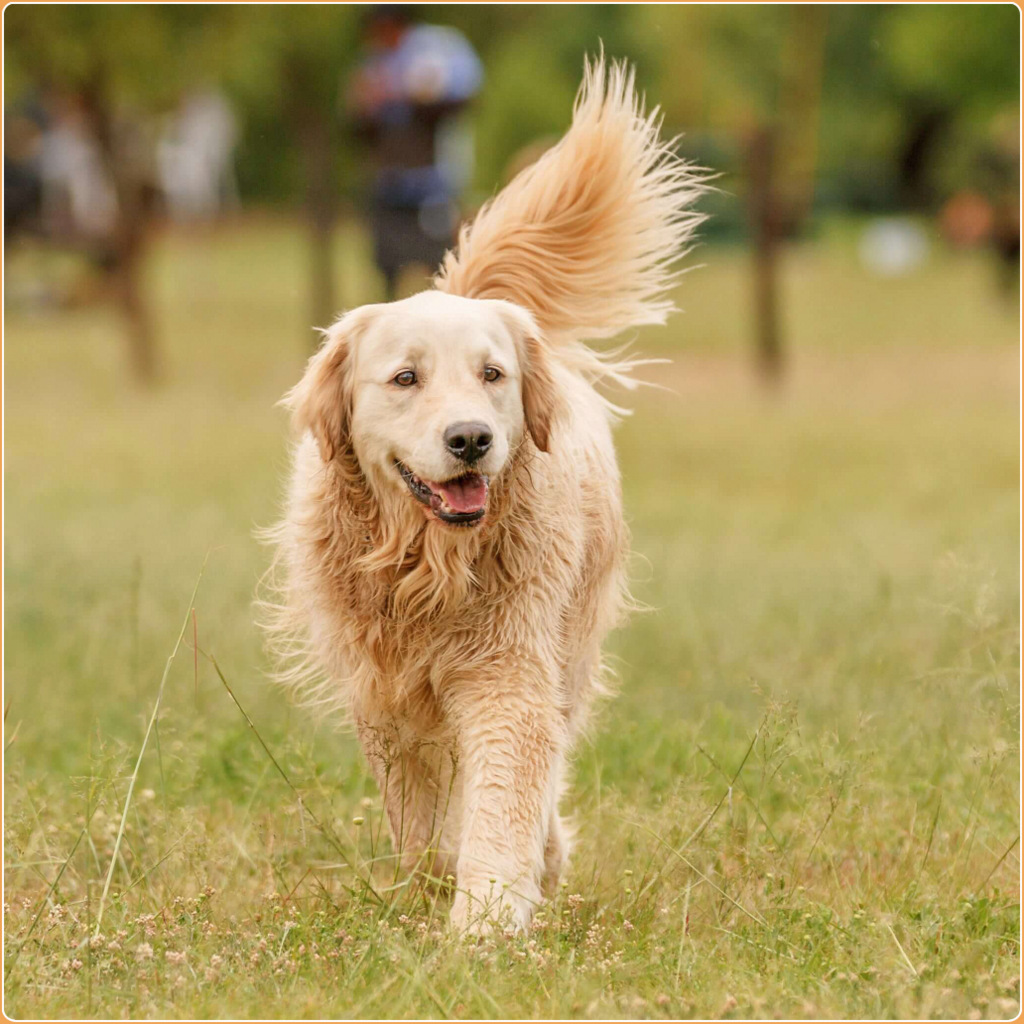 taurine golden retriever