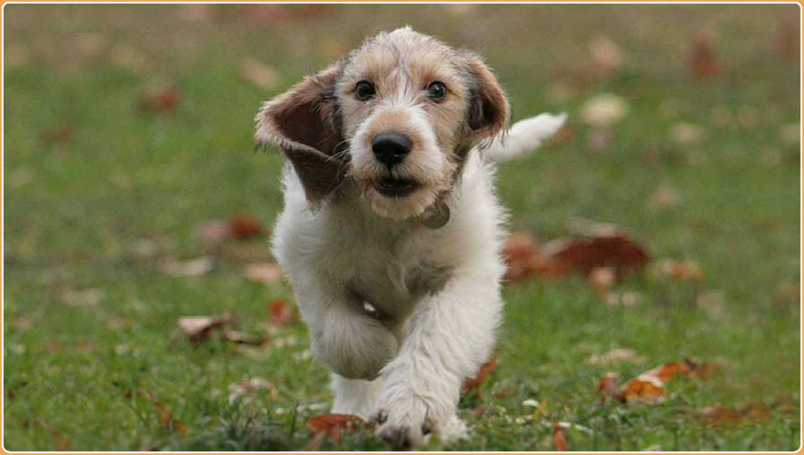 petit basset griffon vendeen puppies for sale