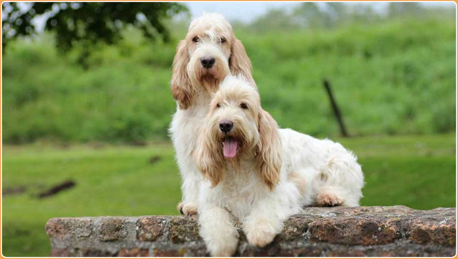 Grand basset griffon store vendeens