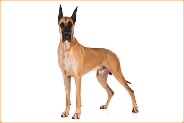 marmaduke dog breed