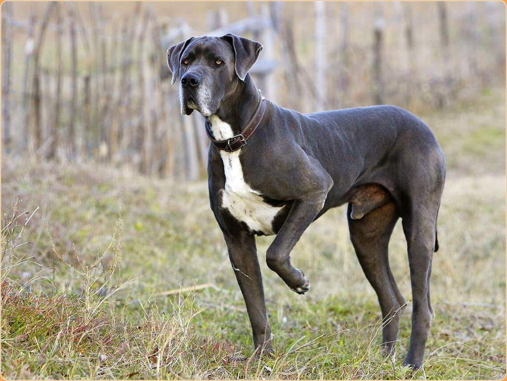 Great danes store bred for hunting