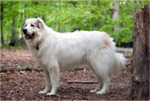 Great Pyrenees – A Majestic Breed