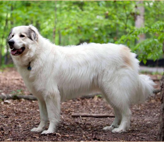 Great Pyrenees