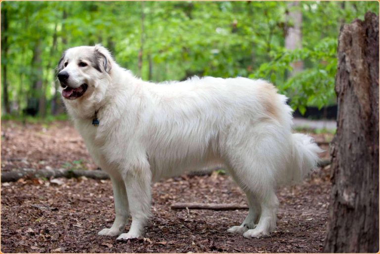 Great Pyrenees - Puppy, Price, Temperament, Shedding, Size | Animals Adda