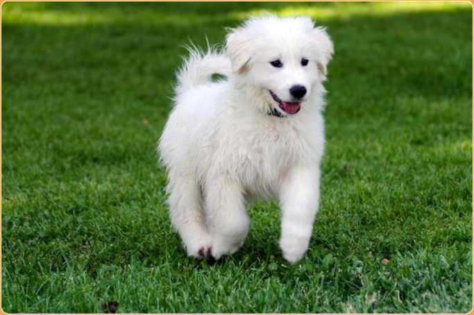 Great Pyrenees