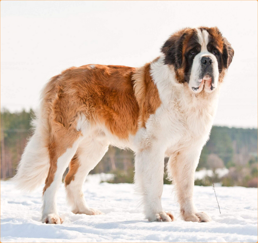 what is the breed of saint bernard