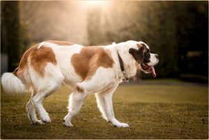 St. Bernard Dog – A Large Working Class Breeds