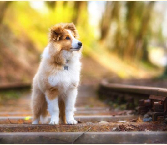 Shetland Sheepdog