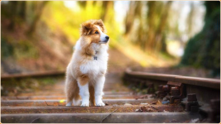 Shetland Sheepdog