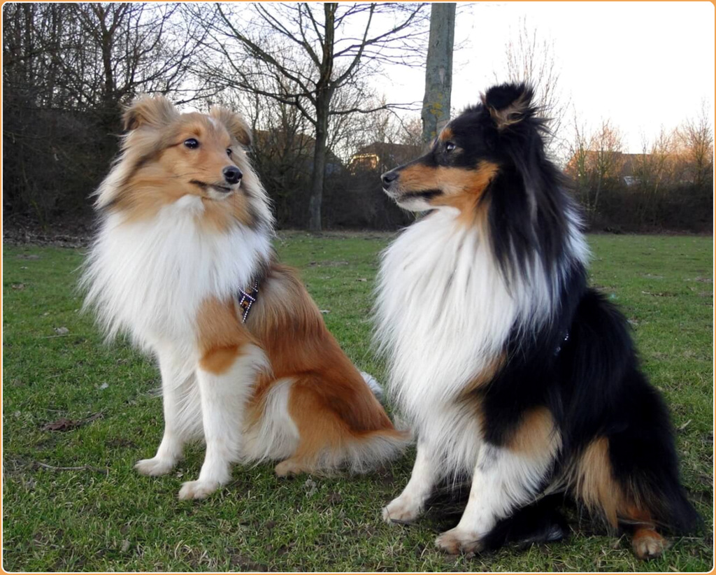 Shetland Sheepdog