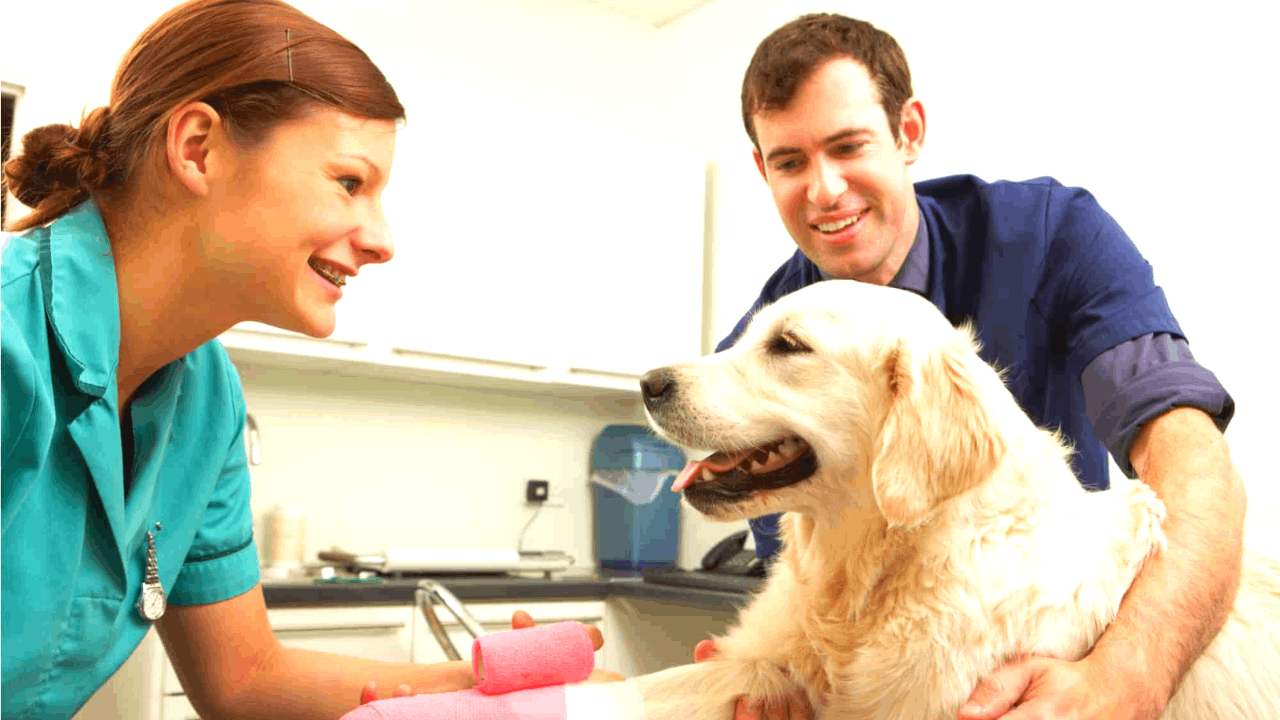 Nationwide Pet Insurance – How to Apply, Benefits, and More