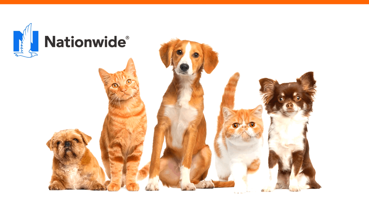 Nationwide Pet Insurance How To Apply Benefits And More Animals Adda