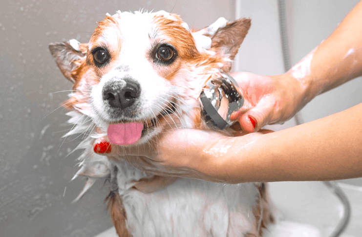 How to Bathe a Dog: Complete Step-By-Step