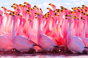Top 10 Most Expensive Birds in the World: Check it Out