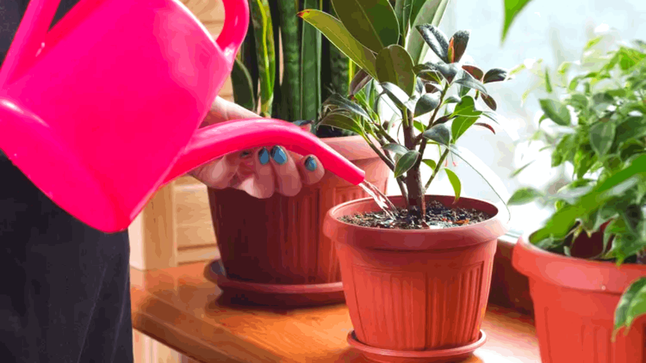 Learn How to Take Care of All Types of Plants