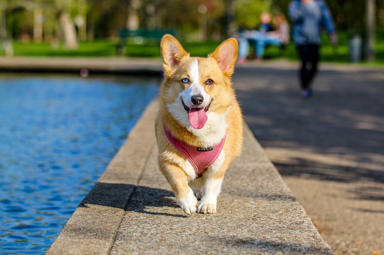 GPS Collar Tracker for Dogs: How to Buy and Use It