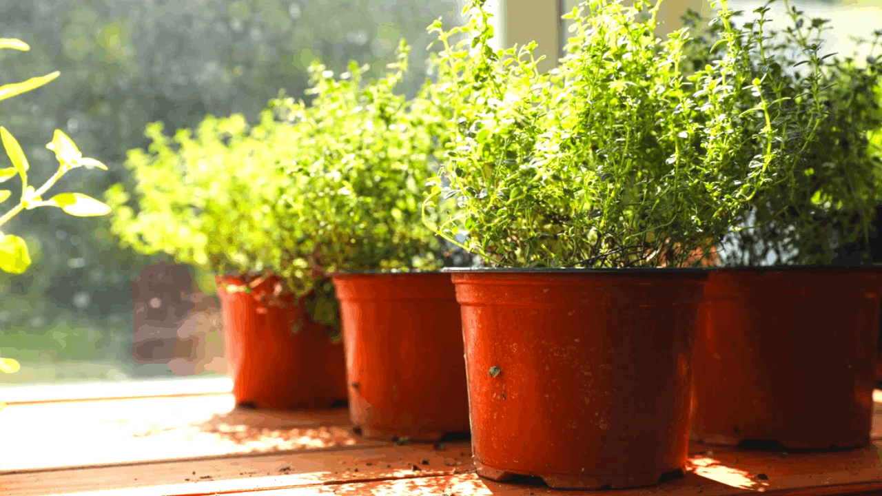 Learn How to Take Care of All Types of Plants