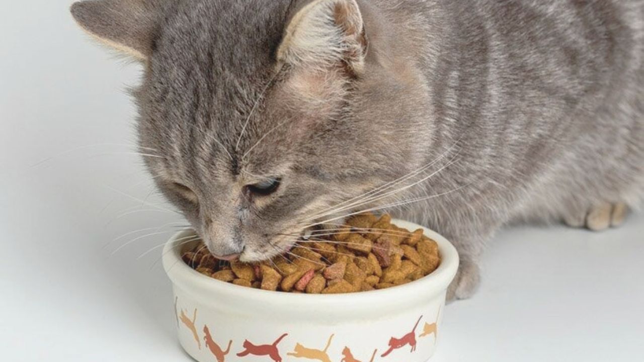 how-to-easily-get-a-free-sample-of-food-for-your-cat-animals-adda