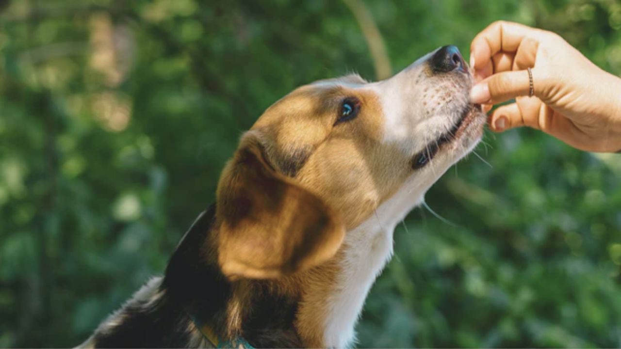 Learn How to Get a Free Dog Food Samples